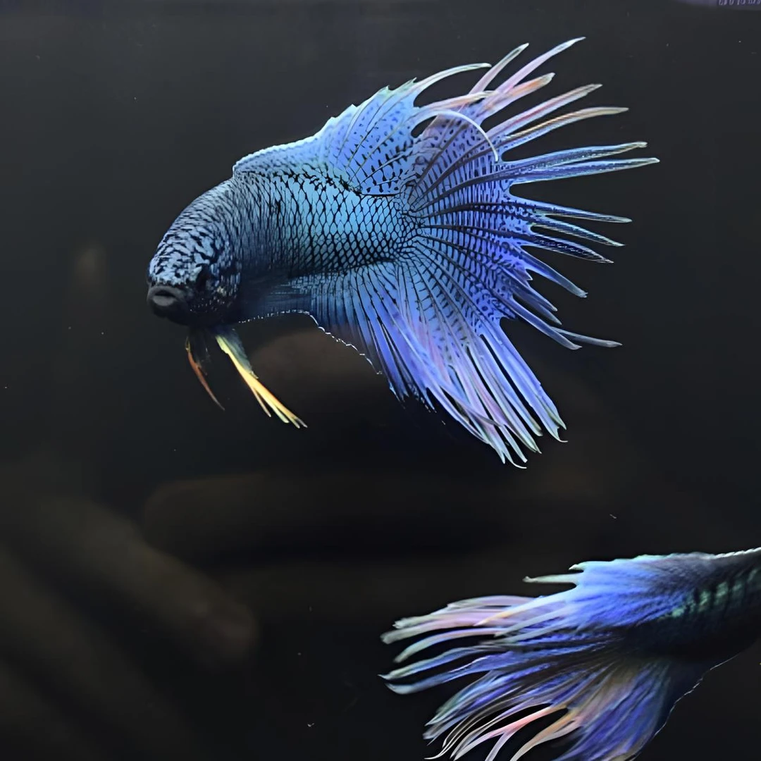 直播间同款精品斗鱼后代苗子2-3厘米