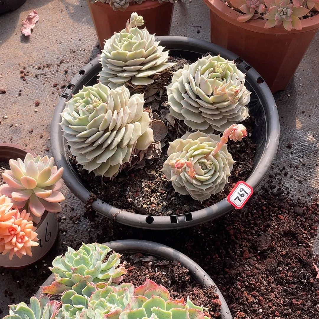 769露娜连 一物一拍多肉