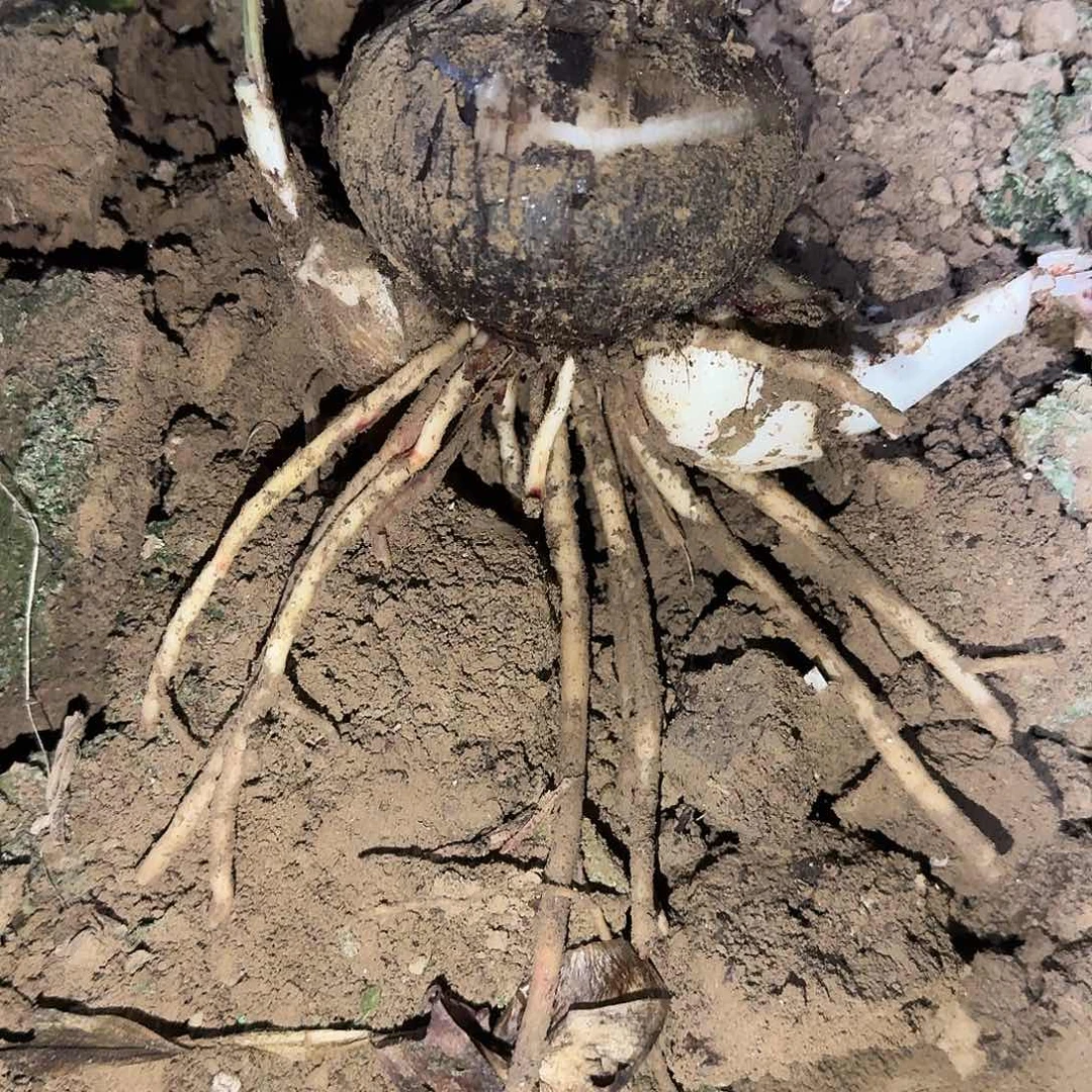 香吻7.5厘米带侧裸根一棵