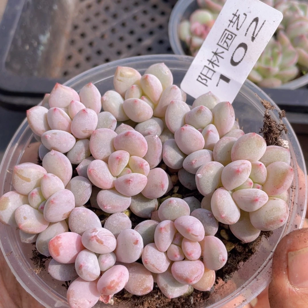 多肉植物多肉植物102