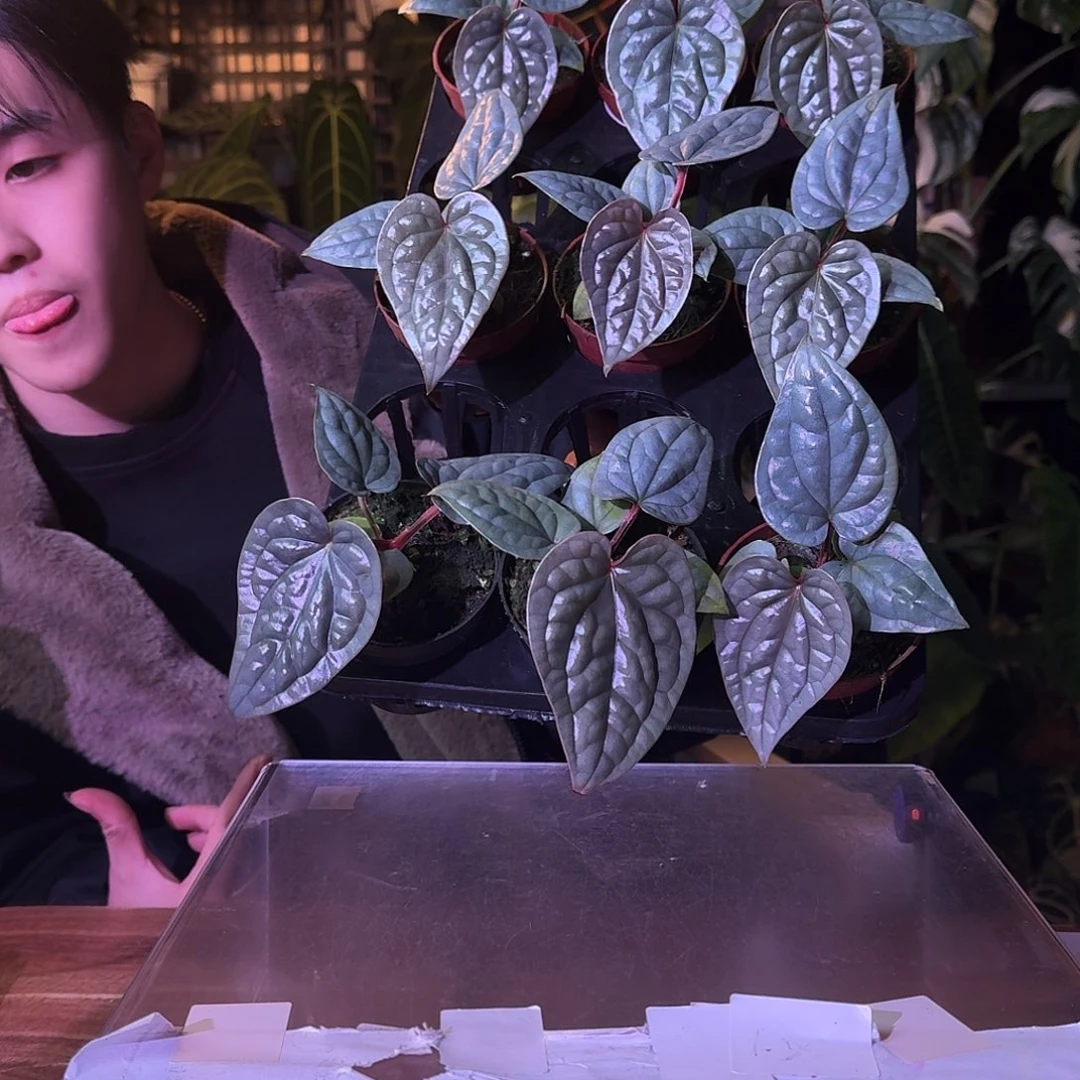 不开花植物籽播奢华随机发