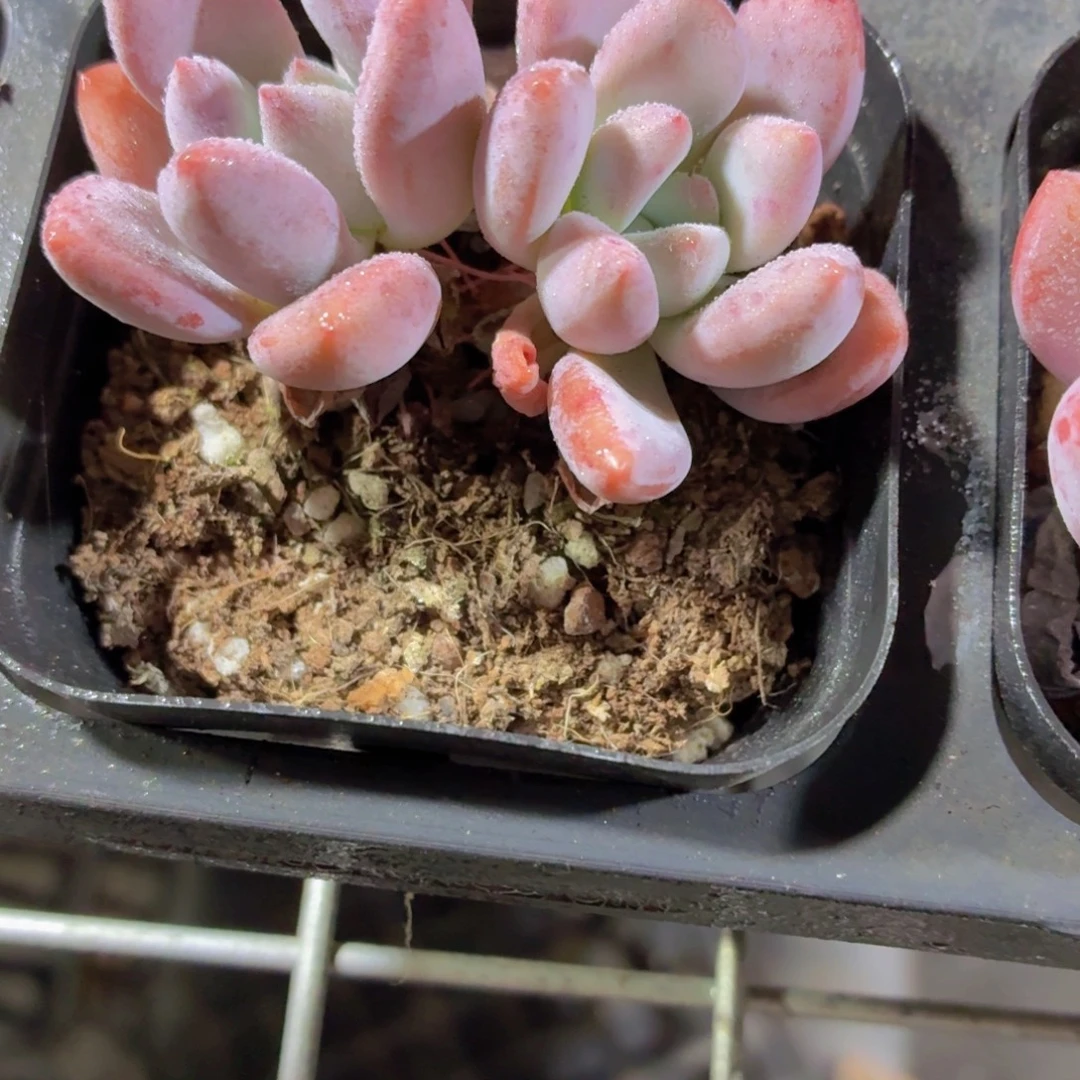 双头奥普多肉9.9包邮发货