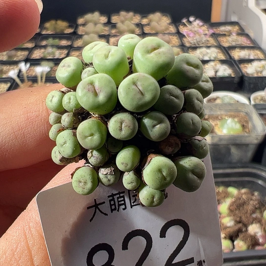 一物一拍。      822
