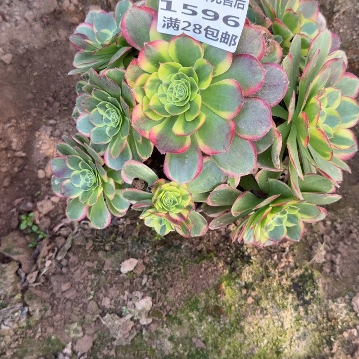 1596二号棚奶白多肉C