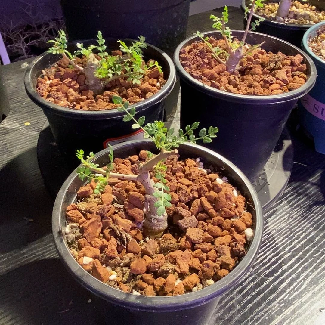 尼勒达乳香实生一个