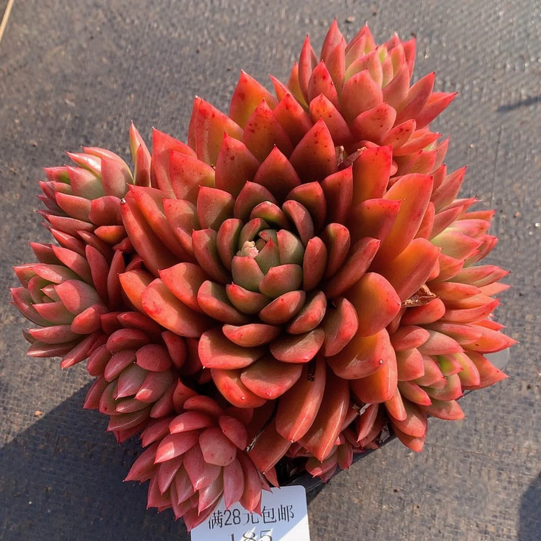 【闪购商品】云185号草莓蛋糕手捧16厘米