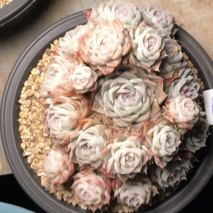 小**G174///////////////