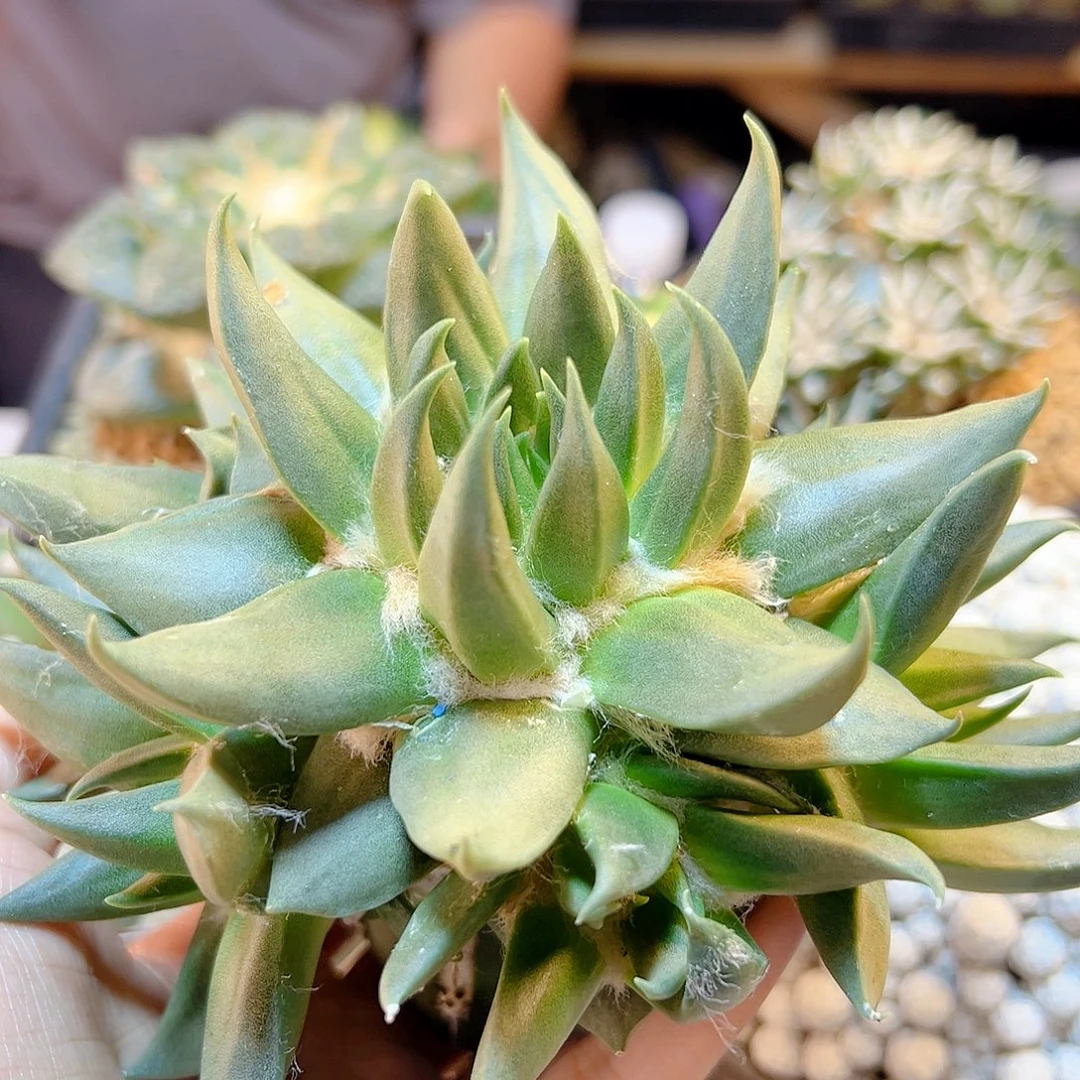 晚15号苗接细尤龙牙牡丹无根14.5公分
