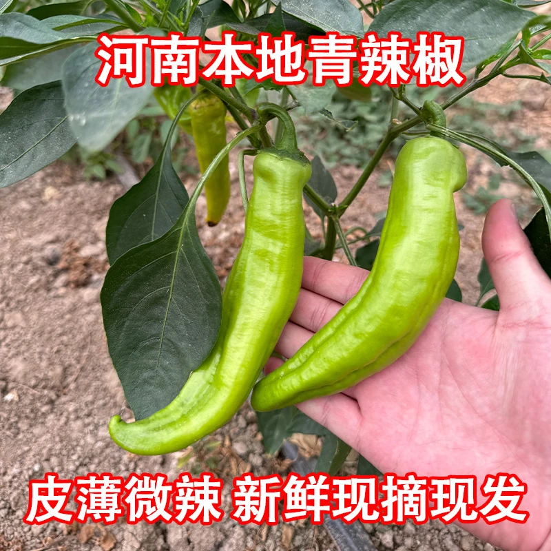 河南农家自种新鲜现摘现发薄皮青辣椒