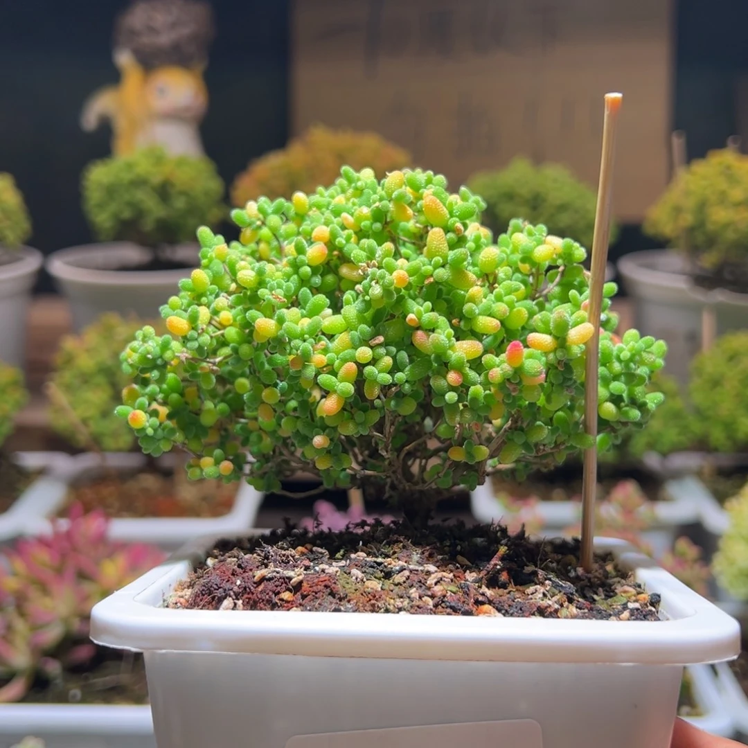 732蜜橘一物一拍包开箱