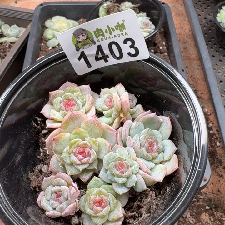 多肉植物多肉植物