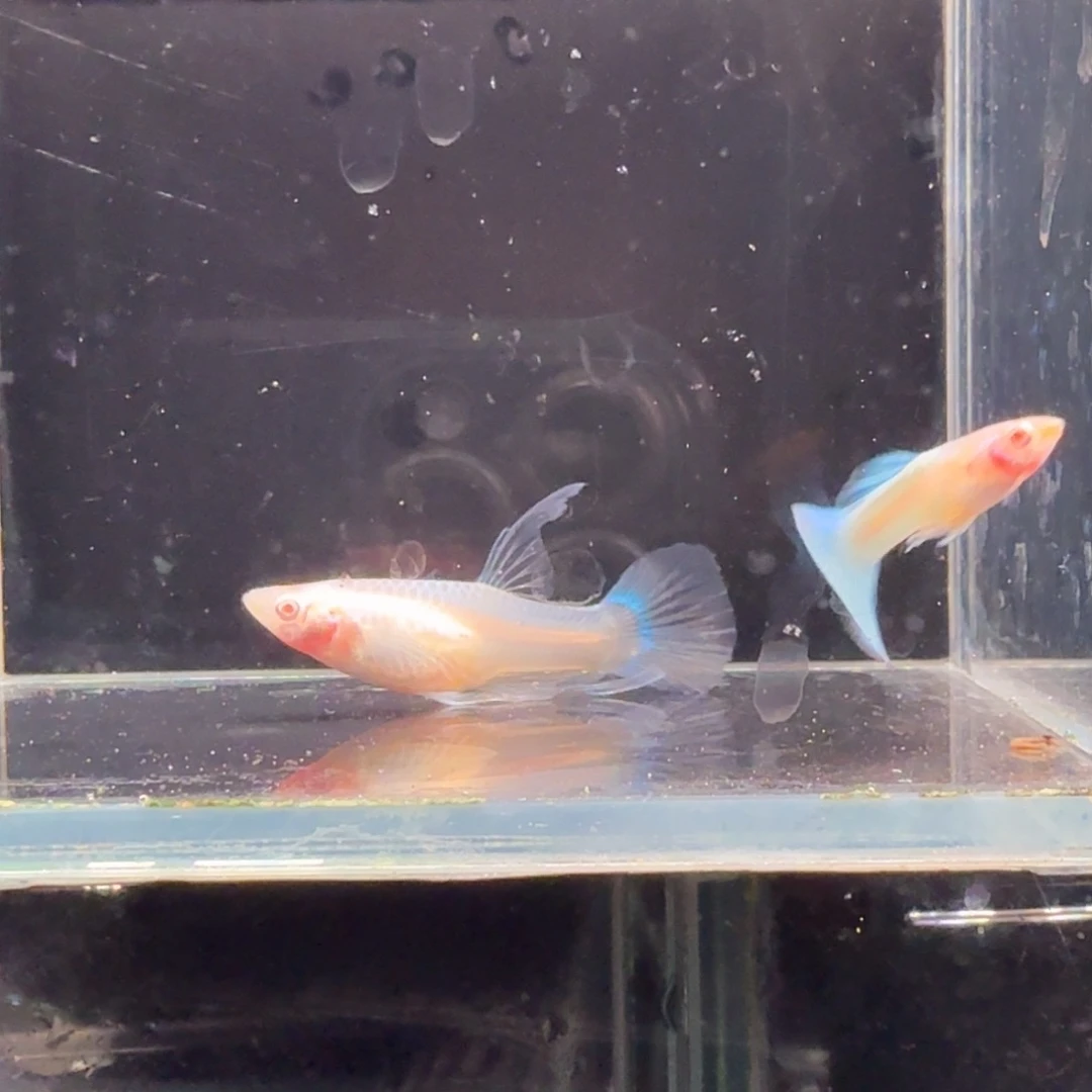 孔雀鱼蓝白缎带1对
