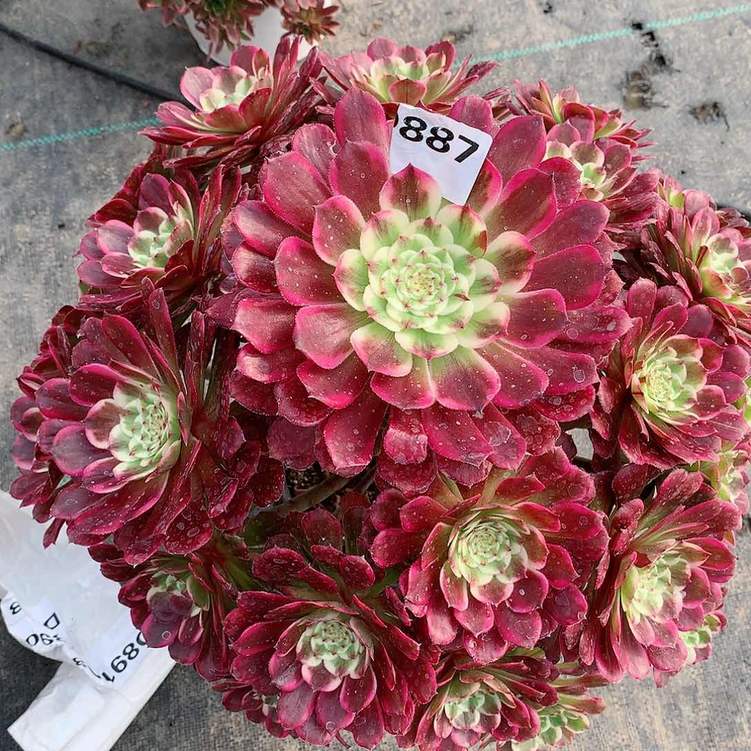 过*！887.紫烟多肉植物