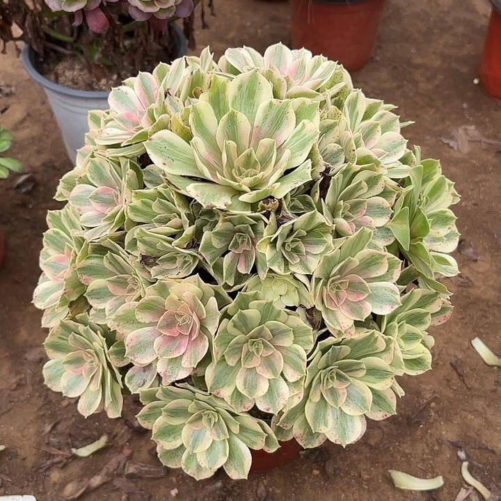 多肉植物法师女妖1