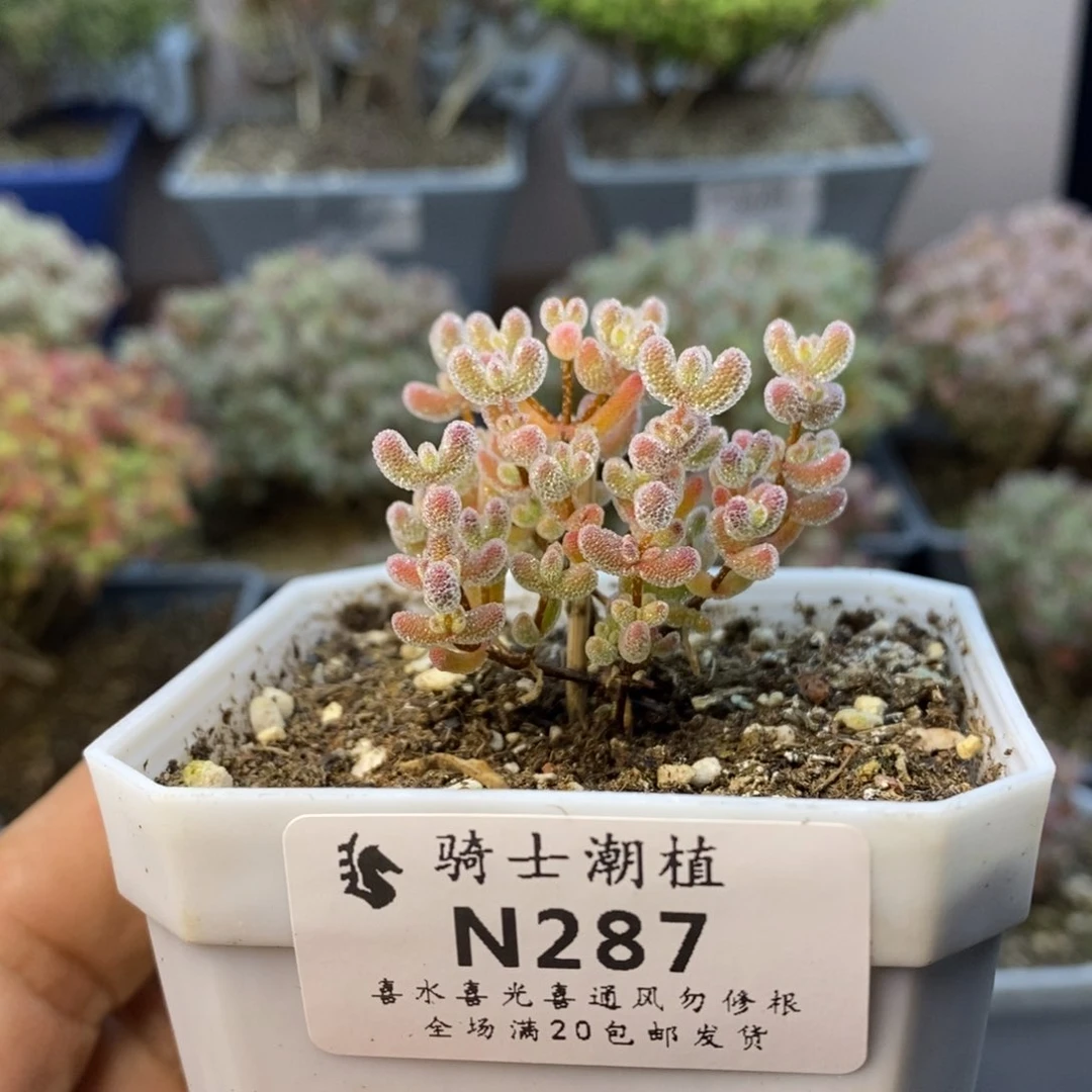 287实生精控优选冰晶造型桩