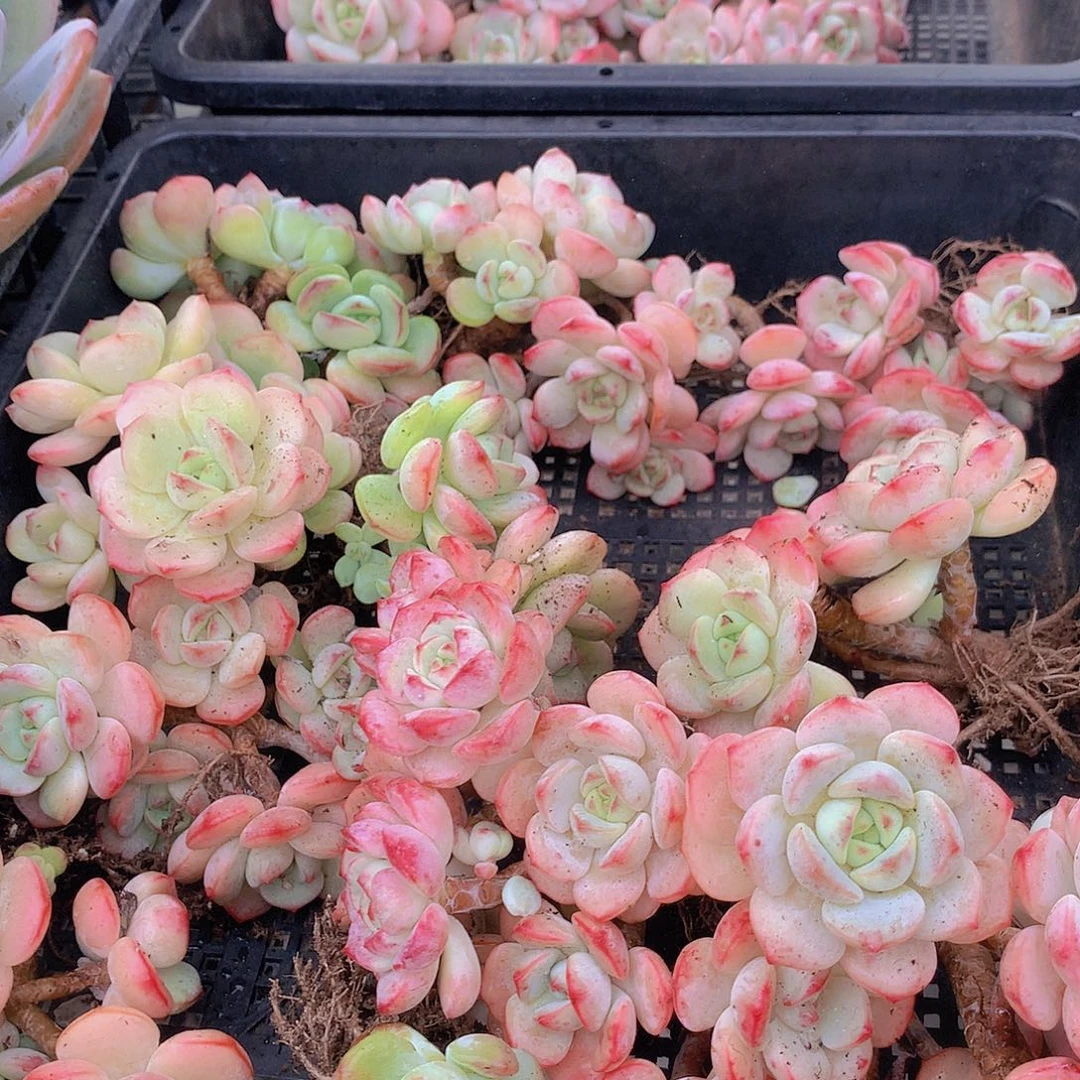 两颗香草碧斯4567889999000