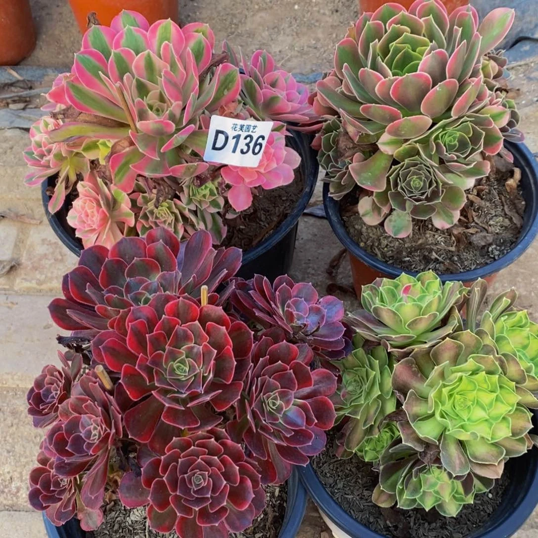 *****加运费四颗植物136000