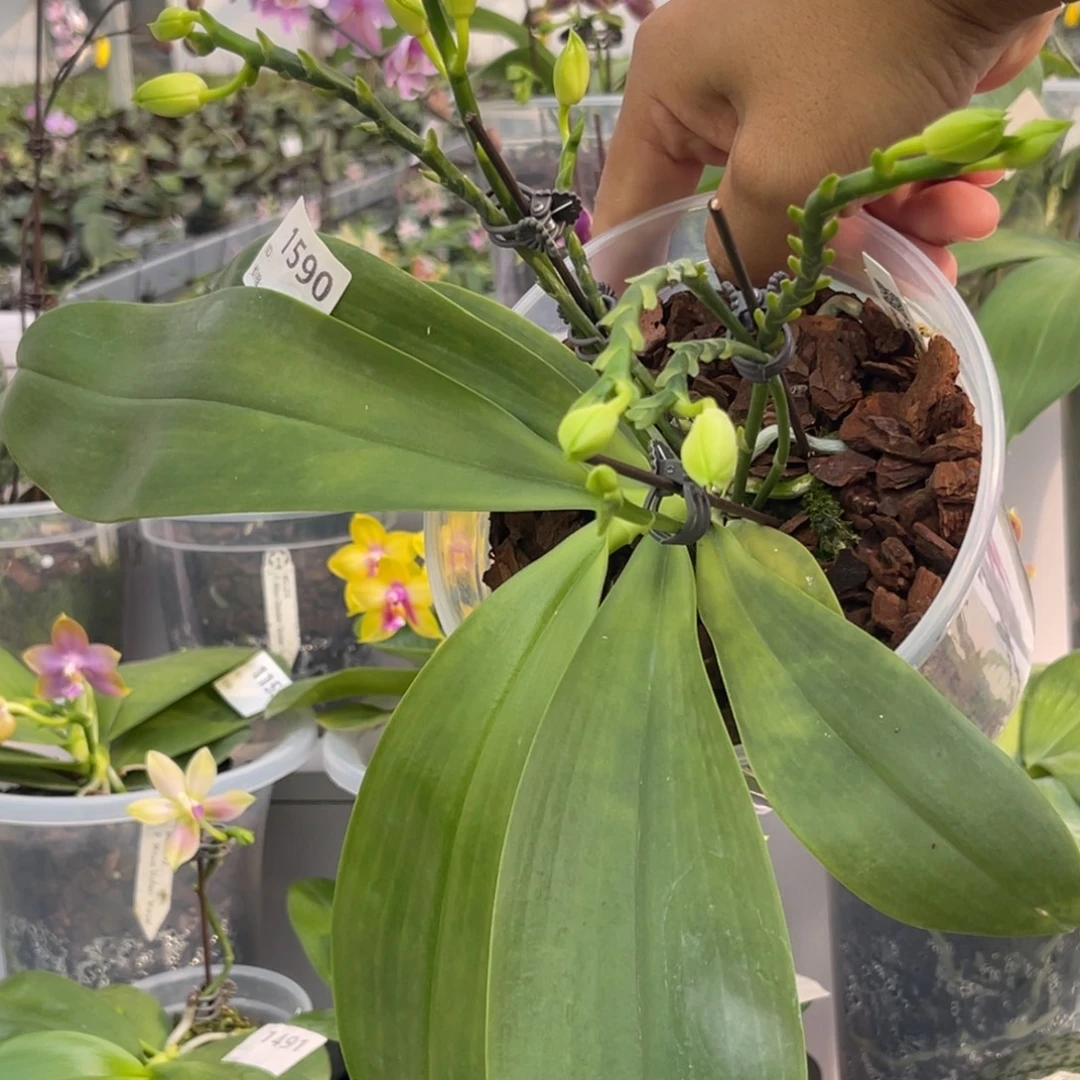 完全开放1590 5寸六梗 蓝路德交志强铁爪 一物一拍