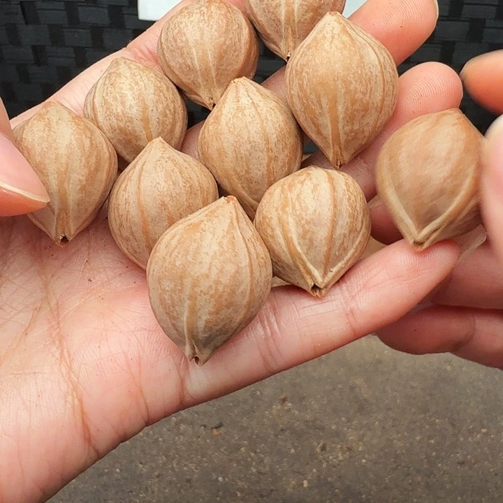 核桃手串/手链橄榄