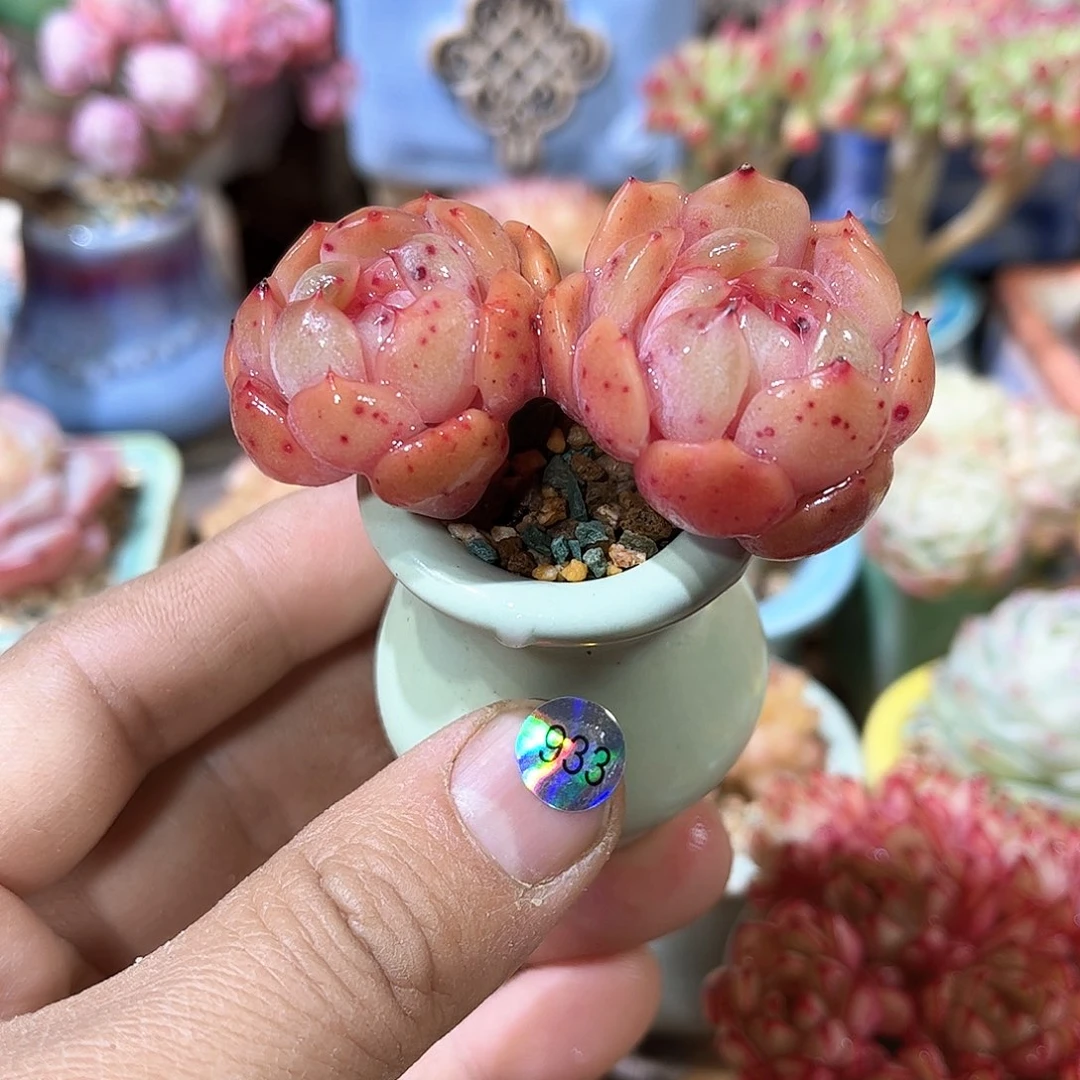 红恋933 含盆含土发货 30包邮偏远除外