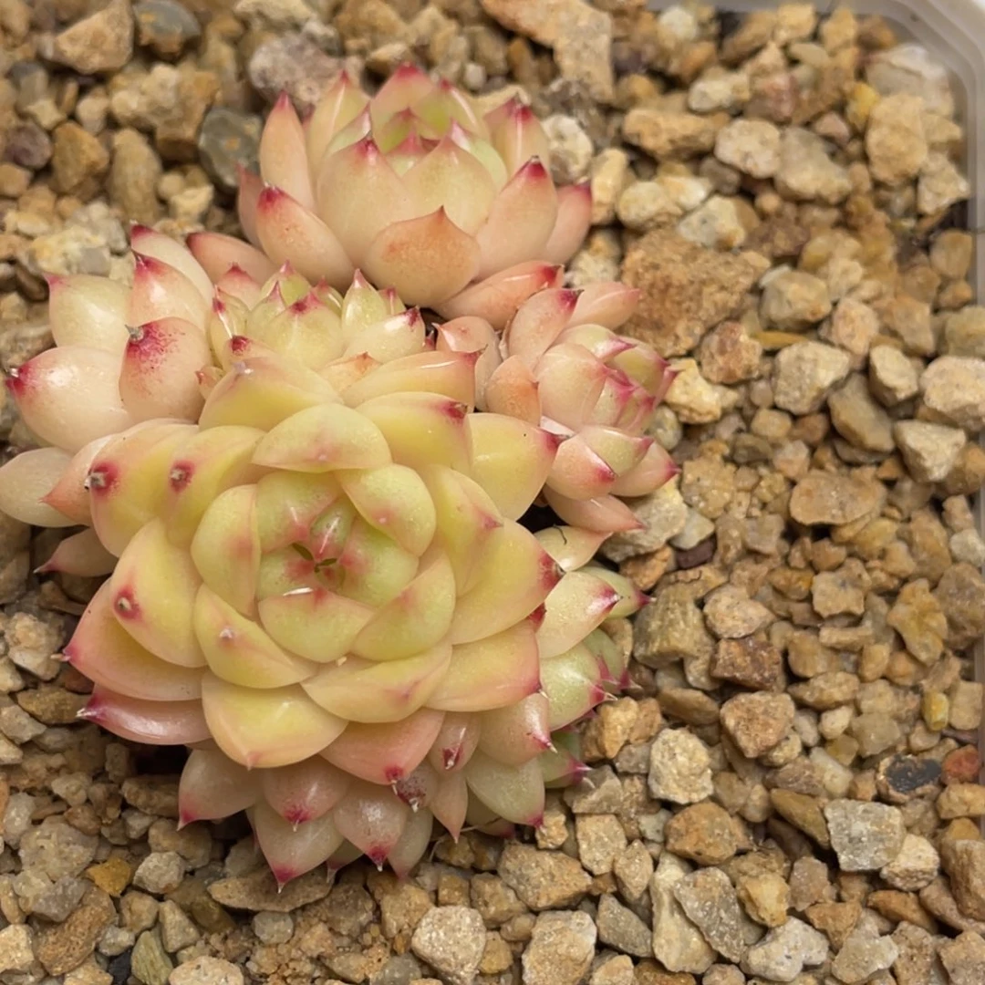 麦秆包子群生满35包邮
