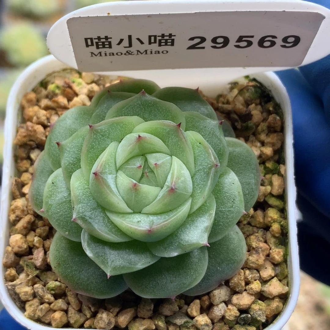 多肉植物杂交珍妮