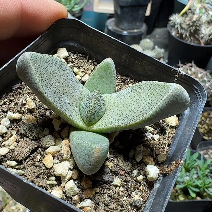 405青鸾脱土发货一个随机5cm