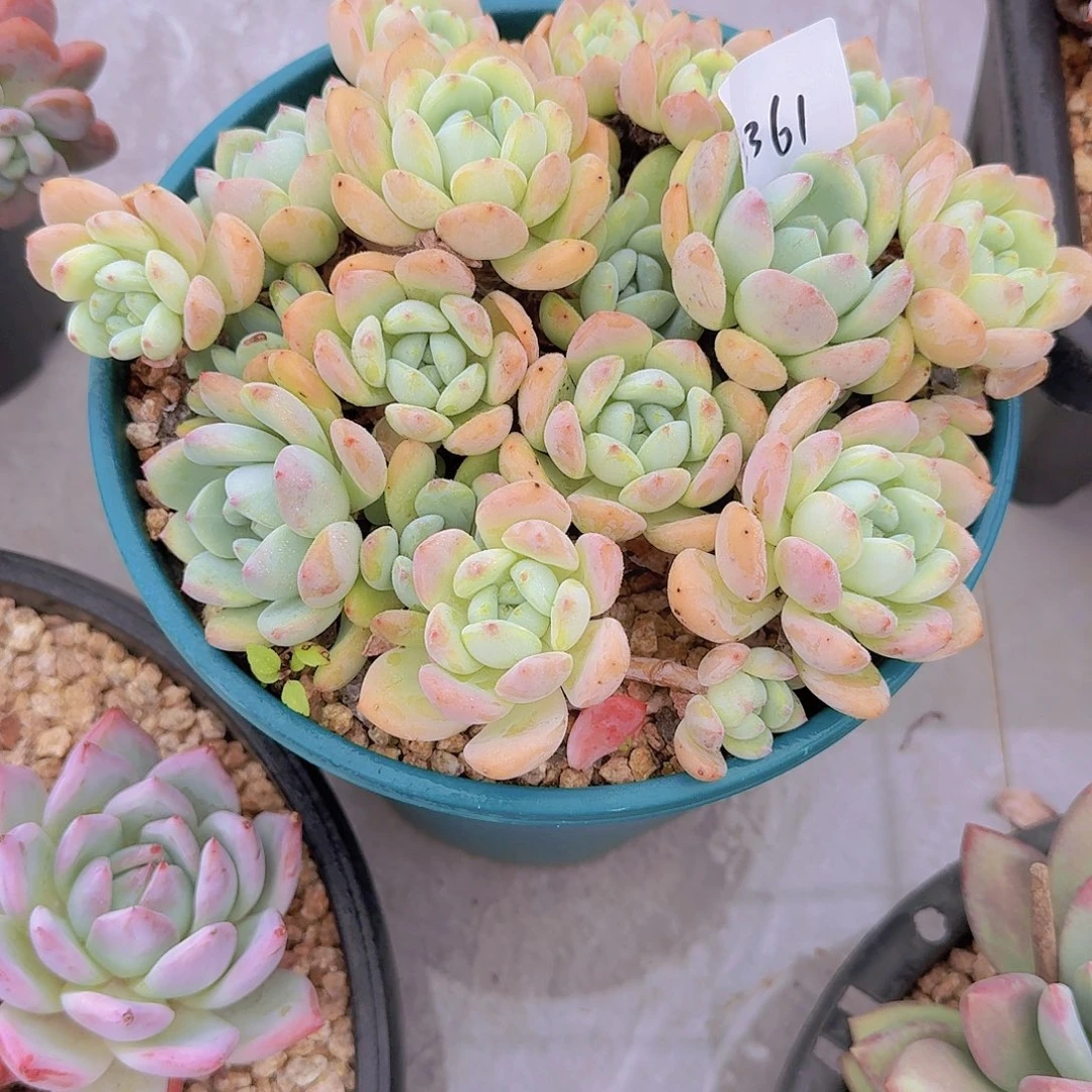 三***祥2361望苏多肉植物