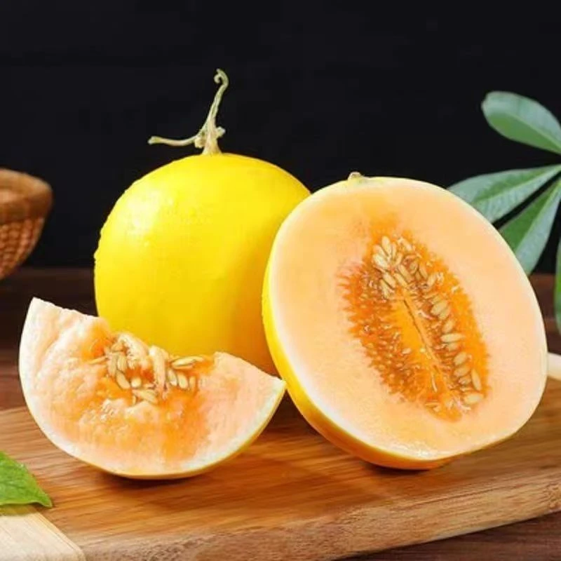 新鲜黄河蜜瓜当季水果黄金蜜甜瓜味美脆甜