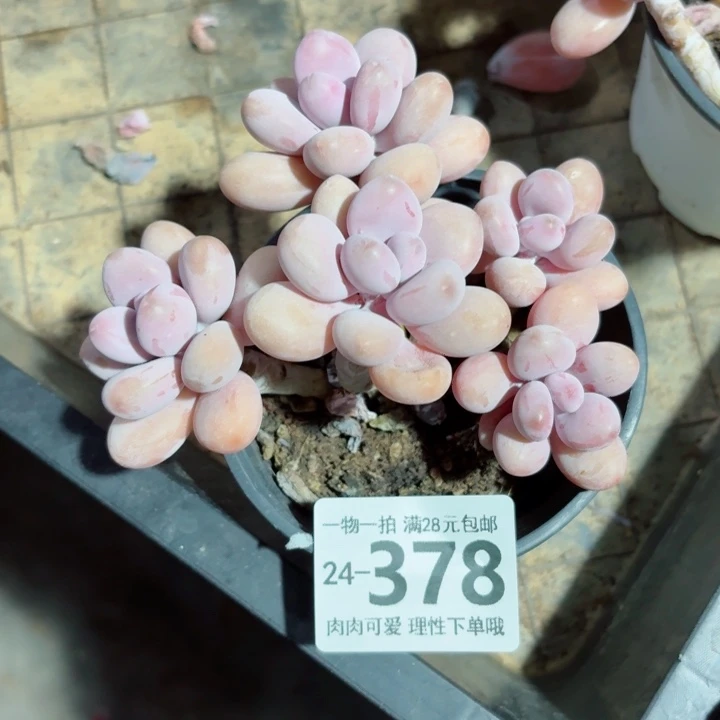 桃蛋无盆土发货无盆土发货无