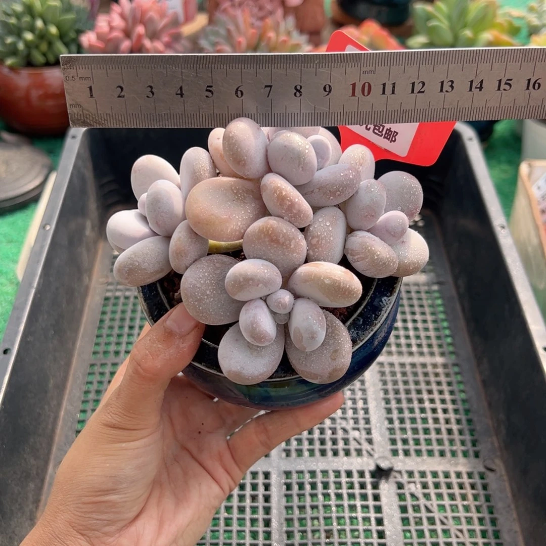 表妹精品多肉植物360.