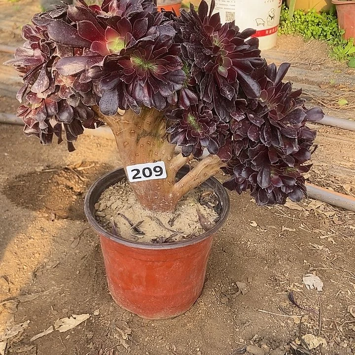 209欧紫缀化老板子