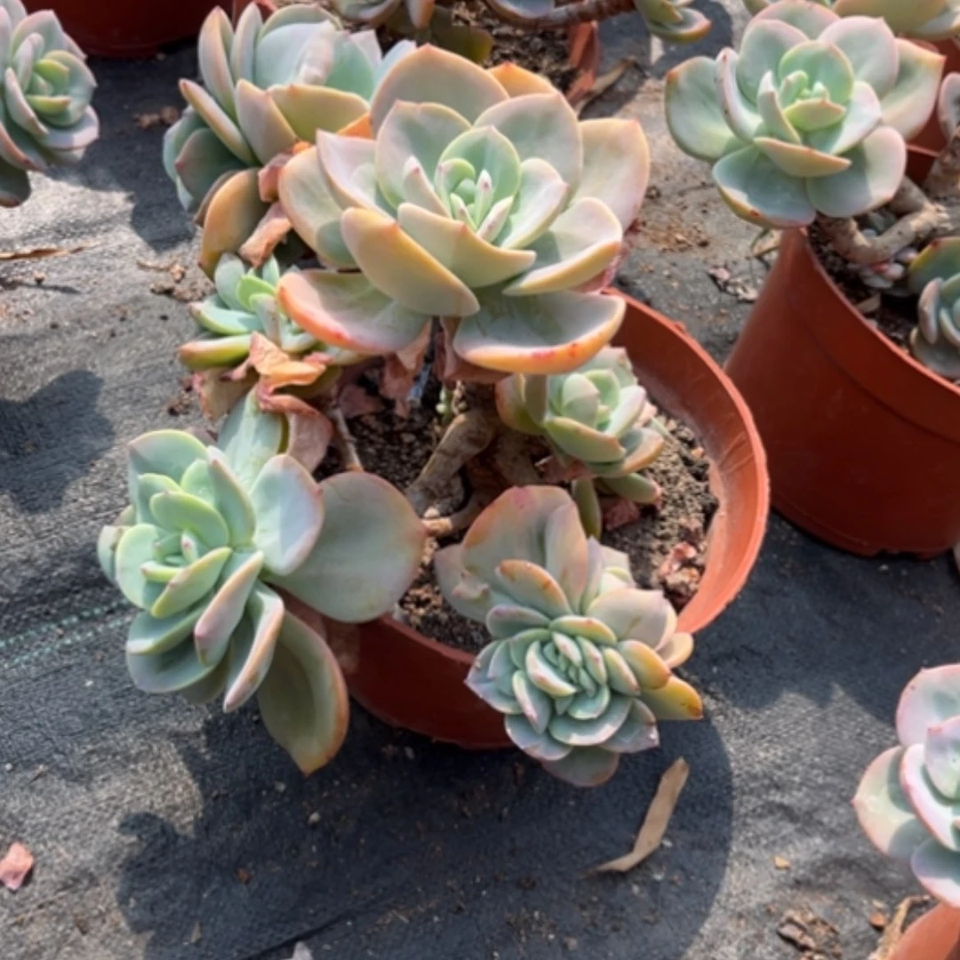 【闪购商品】安*白凤