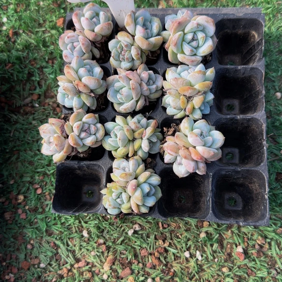 7***3233号一物一拍特价福利