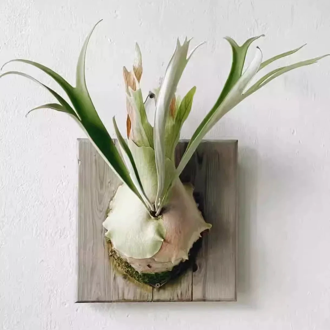 银鹿普银鹿角蕨银白色系室内装饰绿植