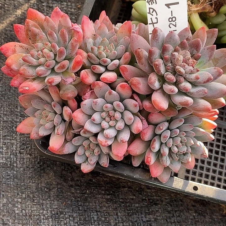 有****小七夕多肉美人杂10有虫