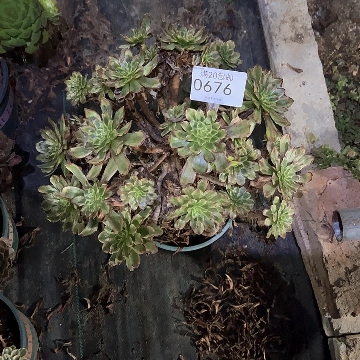 ℒ***梧0676粉黛多肉植物