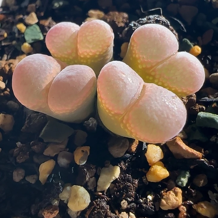 多肉植物风铃玉一颗5号