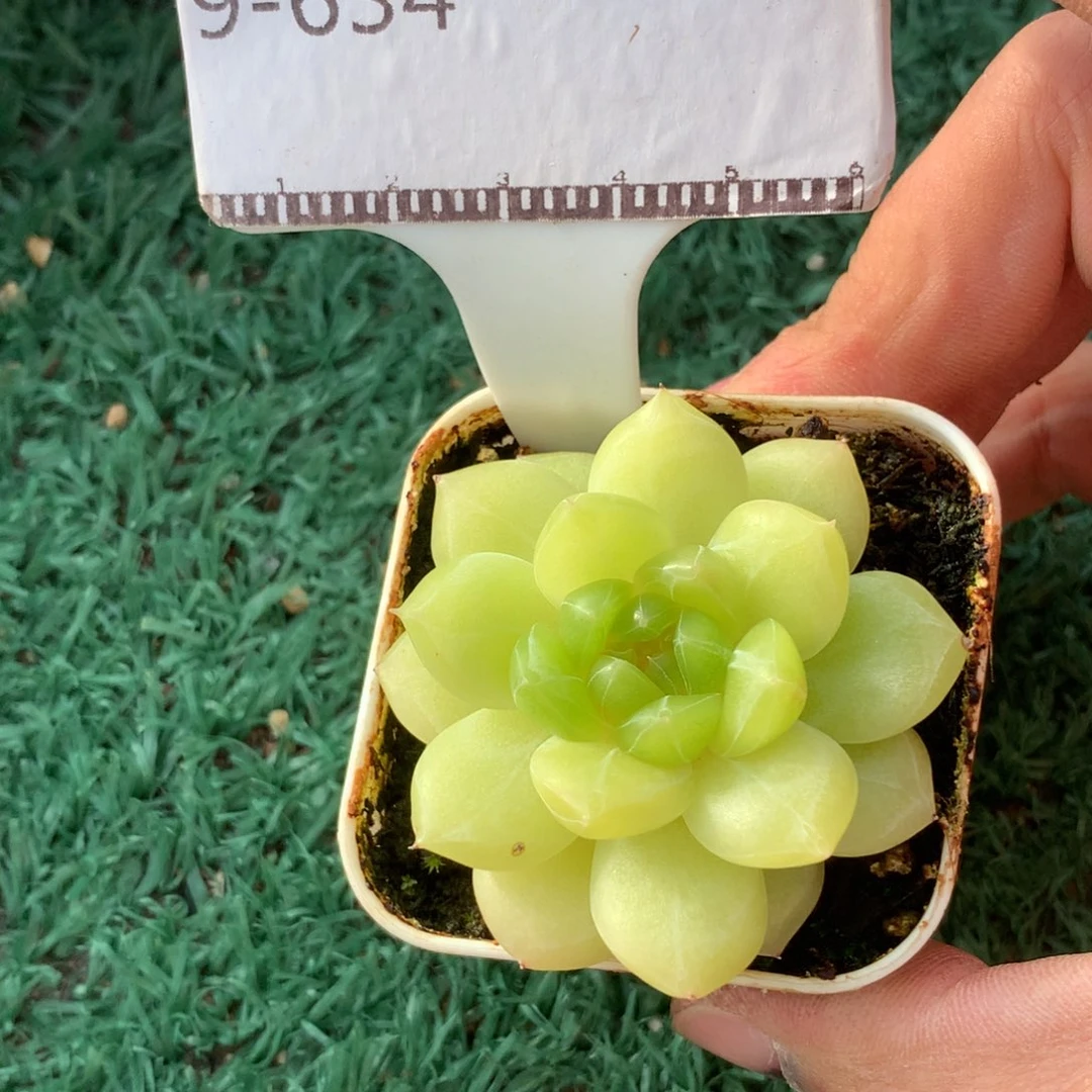 珍妮孤品精品多肉58包邮