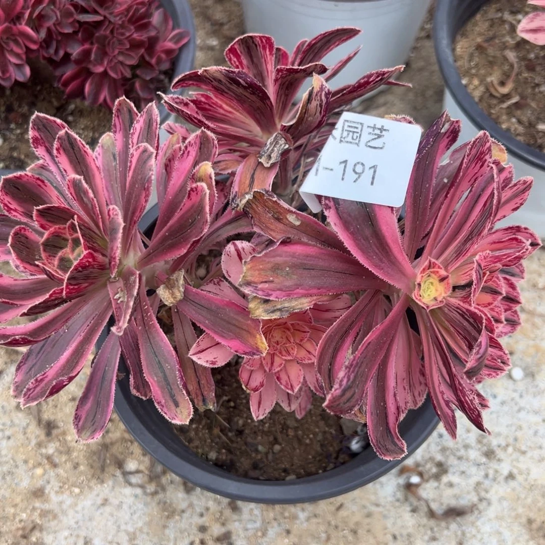 拉丝锦锦多肉植物191