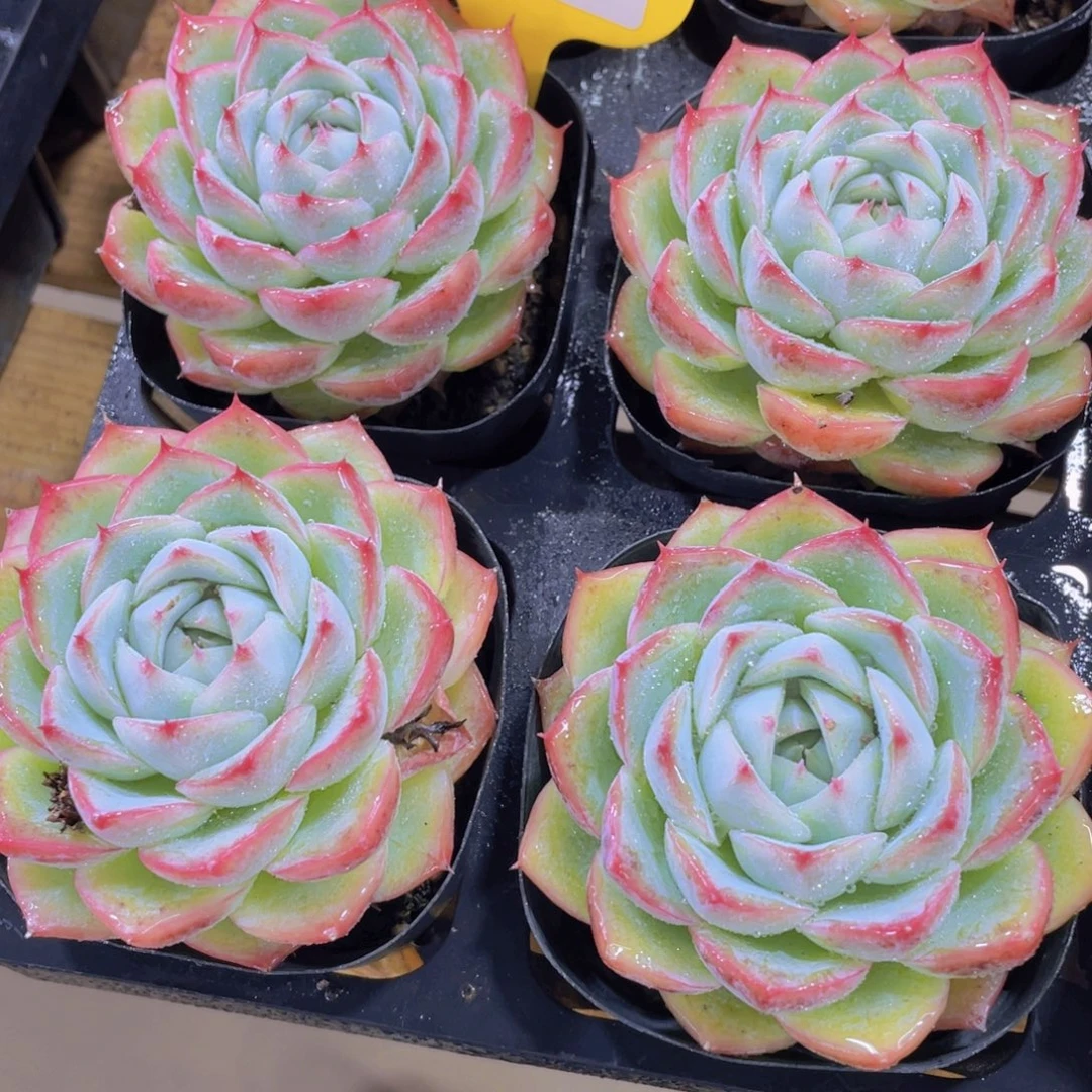 1191号 睫毛水晶玫瑰单头一个