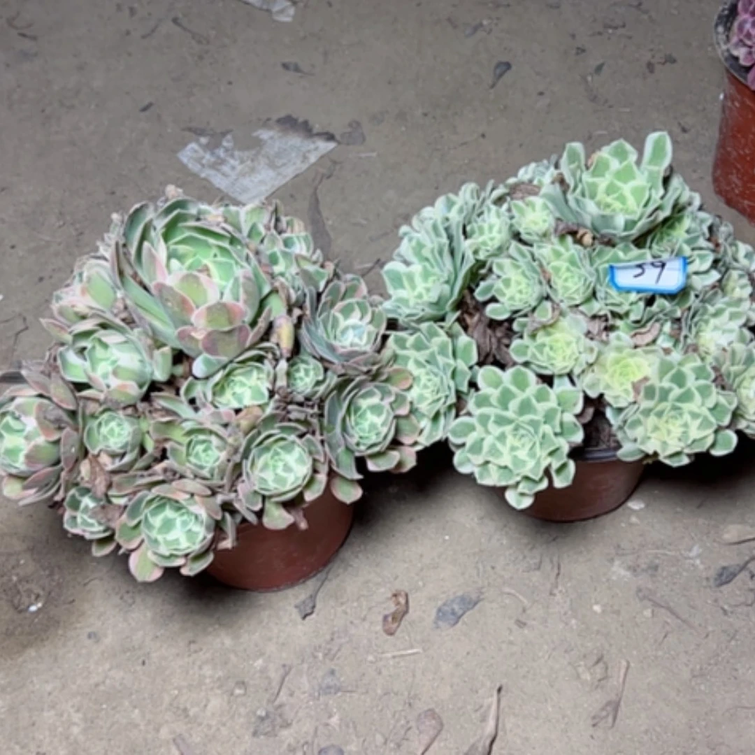 【闪购商品】好**色有霞疵39
