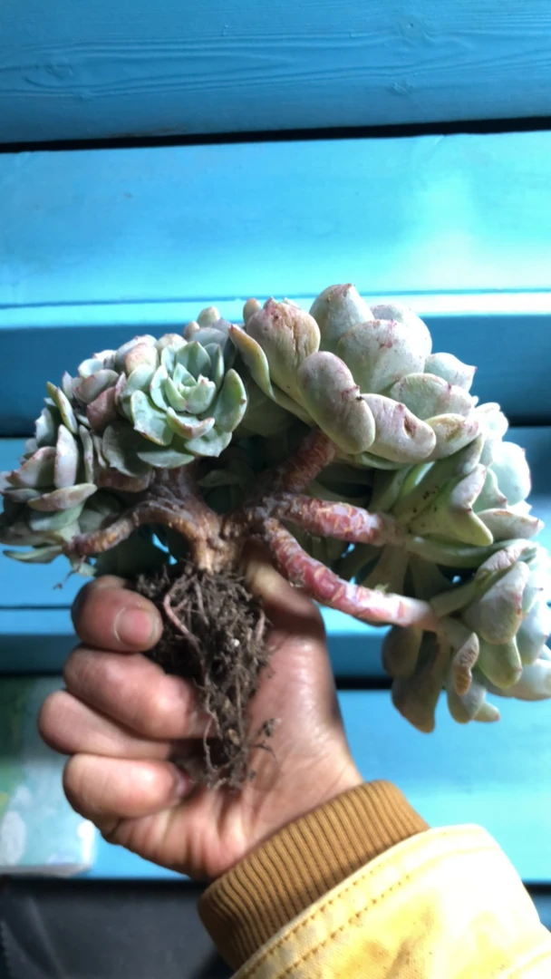 小笼包海棠花多肉