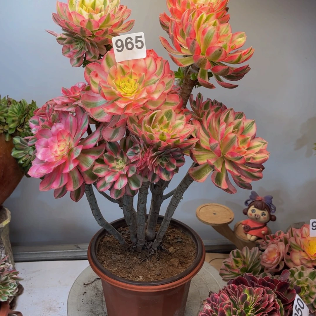 多肉植物倾城嫁接965