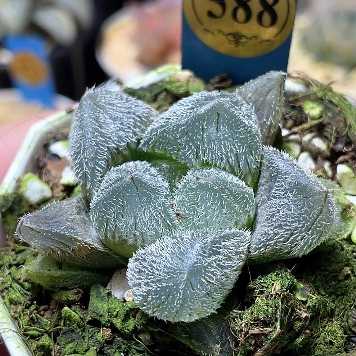 588巨大夢露特選福利