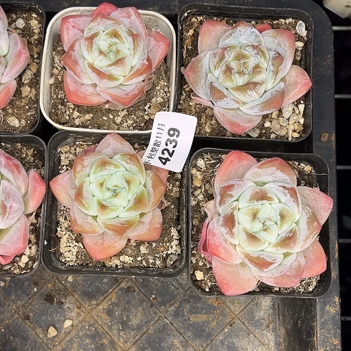 阿雅园艺。       4239冰玉四颗