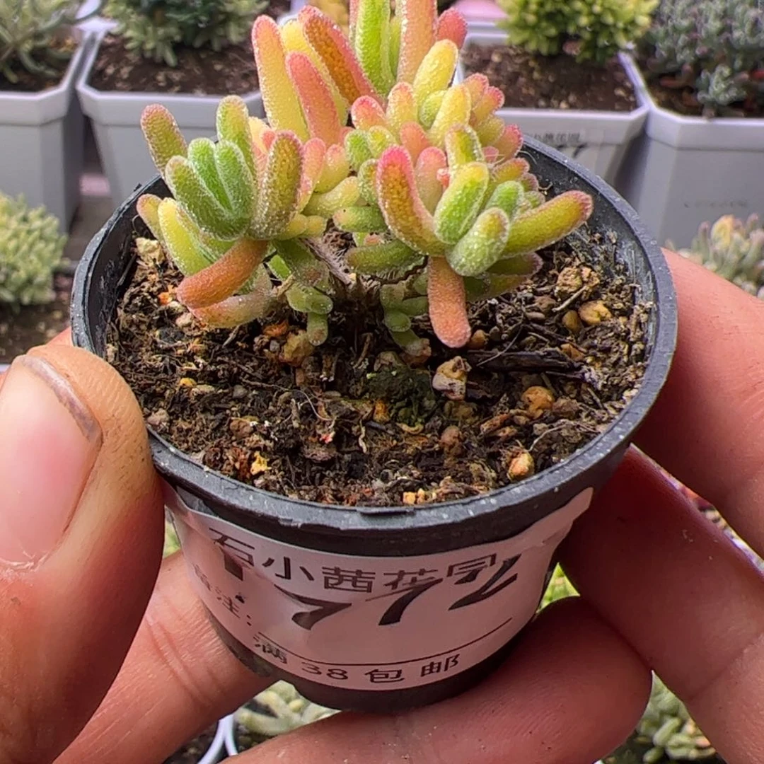 多肉植物枝干荧光兔锦