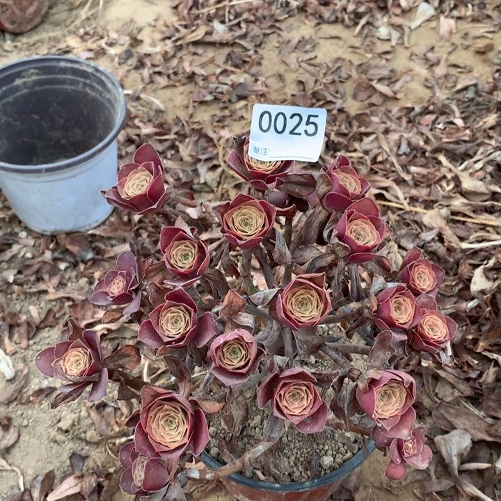 0025魅金玫瑰绣球2