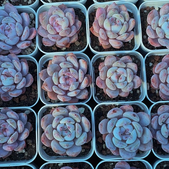 单头仙女橙带盆土发