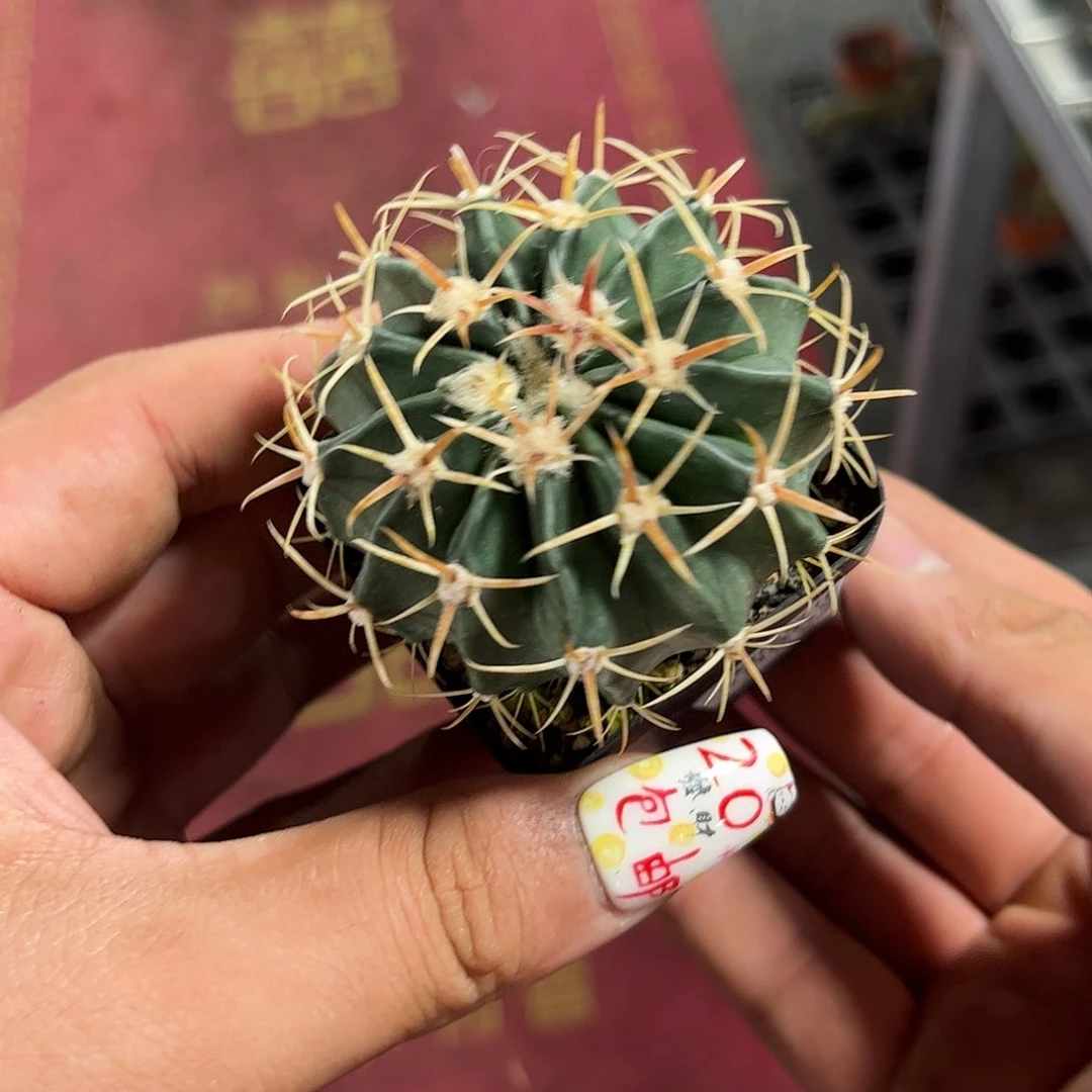 ****薇108056一物一拍单头